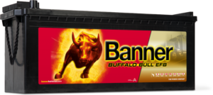 Buffalo_Bull_EFB_690_17